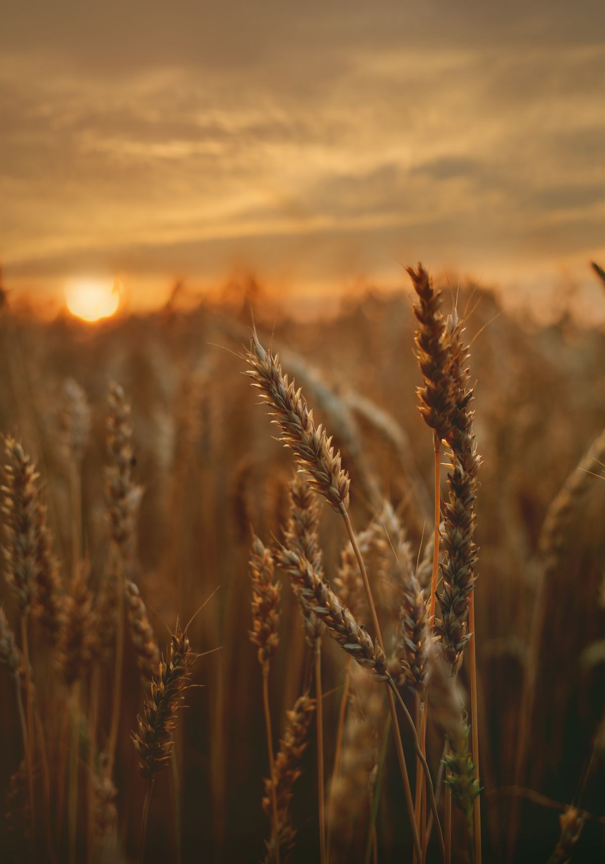 Grain Drying Monitoring solution